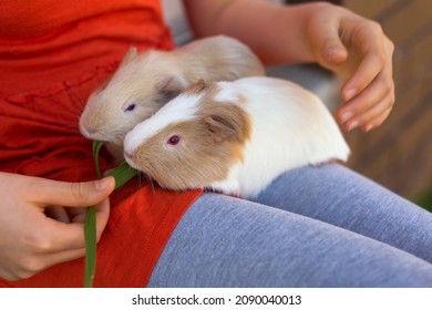 Two cute guinea pigs comfortably sitting on girl's laps. Close-up, selective focus. 