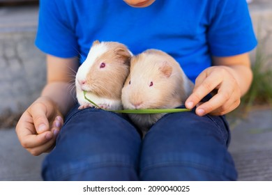 Two cute guinea pigs comfortably sitting on boy's laps. Horizontal, close-up, selective focus. 