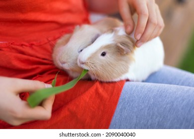Two cute guinea pigs comfortably sitting on girl's laps. Portrait, horizontal, selective focus. 