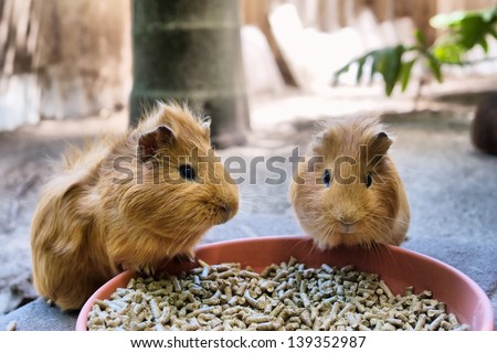 Two cute guinea pigs are having meal. Shot in South Africa. 