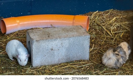 Two cute guinea pigs playing on the straw in their cage with a concrete block and an orange pipe for their tunnels