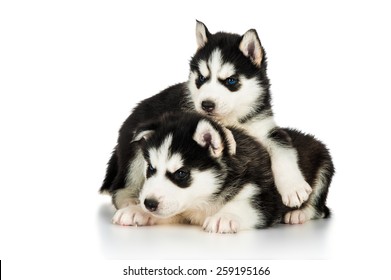 Husky Baby Images Stock Photos Vectors Shutterstock