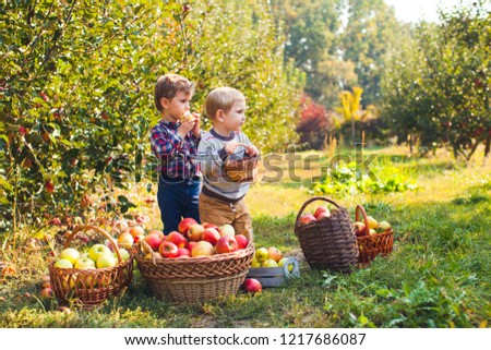 Similar – Portrait of happy kid putting apples in wicker basket