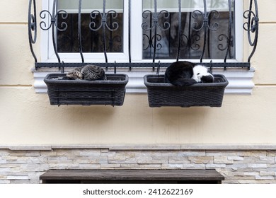 Two cute kittens (a gray tabby cat and a black-white сat) are sleeping in flowerpots outside the window - Powered by Shutterstock