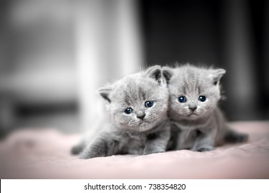 beautiful kitten pictures