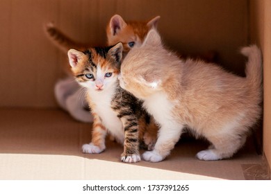 Two Cute Kittens Secreted In A Cardboard Box, The Third Eavesdrops Them Behind. Secret Talk Of Cats