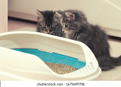 Two cute kittens are sitting near their litter box. Training kittens to the toilet - Shutterstock ID 1675699708