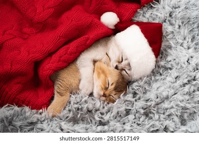 Two cute kittens snuggled up and sleeping together in a santa hat and red blanket