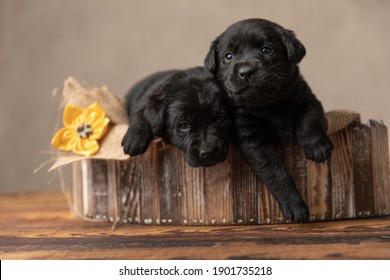 Two Cute Labrador Retriever Dogs Cuddling And Laying In Their Wooden Bed Against Gray Background