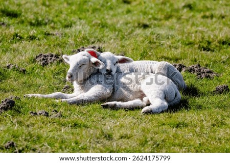 two cute lamb sleeping, one ontop of the other
