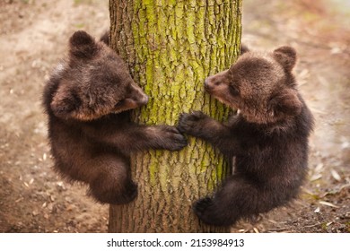Two cute little bear cubs are climbing a tree trunk. Wildlife protection concept.