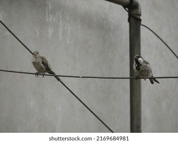 Two cute little couple of sparrows sitting on the telephone wire
