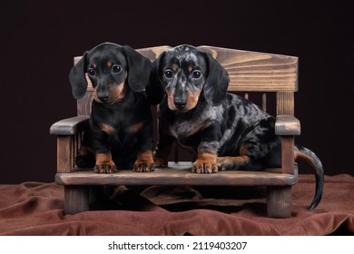 Two cute little dachshund puppies sitting on a bench