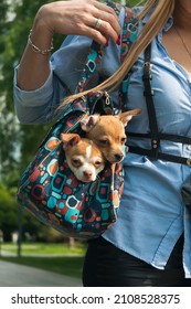 Two Cute Little Dogs Sitting In The Purse Of Well-dressed Woman Going Outside On Sunny Day. Vertical Footage