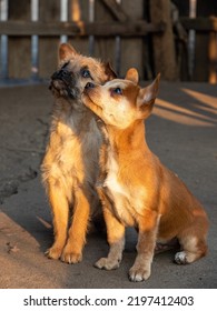 Two Cute Little Puppy Standing Curiously