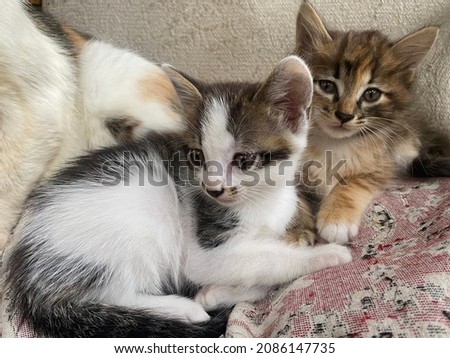 two cute little short-haired kittens lie next to mother on cloth. portrait of white with black kitten and partner mottled kitten rest. cats lies on antique bedspread. pets without breed, look in frame