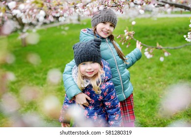 Two Cute Little Sisters Having Fun In Blooming Cherry Garden On Beautiful Early Spring Day 