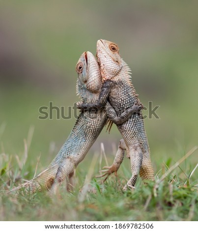 Two cute lizards dragons standing on their hind legs tightly hugged each other with their front legs so they fight for the territory of their habitat