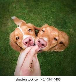 Two Cute Nova Scotia Duck Tolling Retriver Puppies Are Given A Treat. Hungry Dogs, Dog Training, Puppy Training, Dog Nose, Feeding On A Grass. Green Background