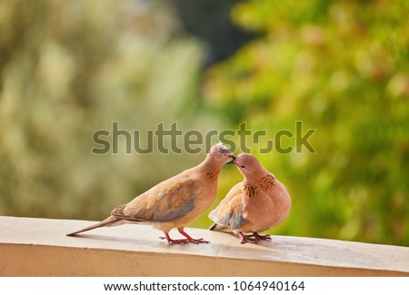 Two cute pigeons kissing with their beaks, walking together on a sunny day outdoors