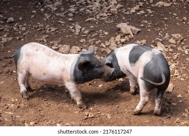 3,638 Two piglets Images, Stock Photos & Vectors | Shutterstock