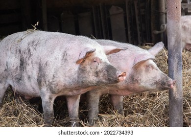 Pigsty Images, Stock Photos & Vectors | Shutterstock