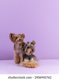 Two Cute Playful Yorkshire Terrier among purple background. Dogs after pet grooming. Copy space