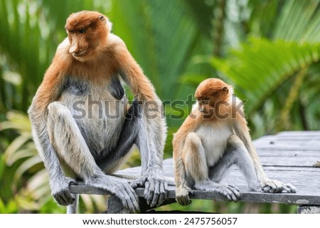 Two cute Proboscis Monkey in Borneo rainforest Sandakan Malaysia
