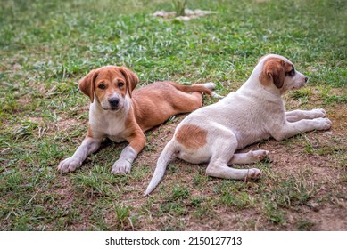 Two Cute Puppies Lying On The Grass