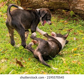 Two Cute Puppies Play Fighting