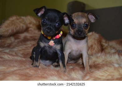 
Two Cute Puppies Posing For A Photo