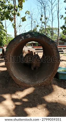 Two cute rabbits hiding inside a concrete pipe at a zoo with natural framing