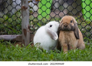 Two cute rabbits loving and playing in the meadow green grass together. Friendship with easter bunny. Happy rabbit.