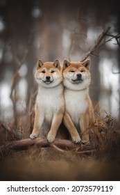 Two Cute Red Shiba Inu Dogs Standing With Their Front Paws On A Fallen Tree Among The Yellow Dry Grass Against The Backdrop Of A Foggy Autumn Landscape. Looking Into The Camera. Family Portrait