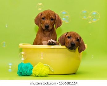 Two cute rhodesian ridgeback puppies bathing in yellow basin on green background surrounded with washcloth and soap bubbles - Powered by Shutterstock