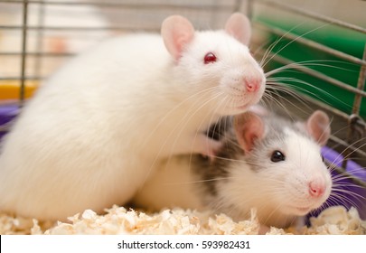 Two cute scared rats in a cage in a laboratory (selective focus on the rat eyes)