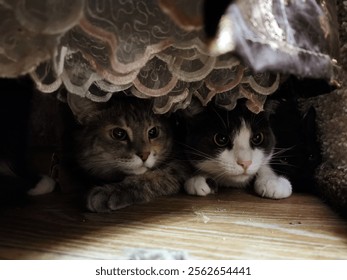 Two cute shy kittens hid under the bed. Cats playing, kittens in a new house, a new apartment, adaptation of animals. High quality photo - Powered by Shutterstock