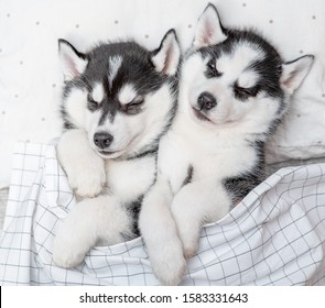 Two cute Siberian Husky puppies sleep together on pillow under blanket at home. Top view