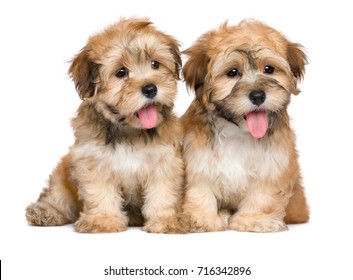 Two cute sitting havanese puppies -  isolated on white background