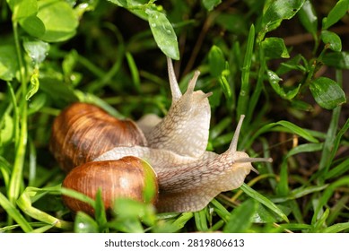 Two cute snails exploring summer nature in macro detail, natural daylight capturing their slow and peaceful moments