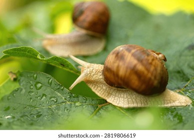 Two cute snails exploring summer nature in macro detail, natural daylight capturing their slow and peaceful moments