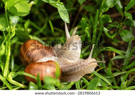Two cute snails exploring summer nature in macro detail, natural daylight capturing their slow and peaceful moments
