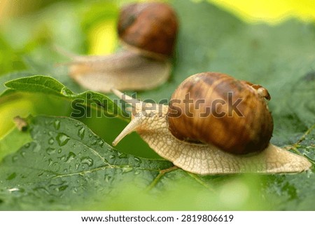 Two cute snails exploring summer nature in macro detail, natural daylight capturing their slow and peaceful moments