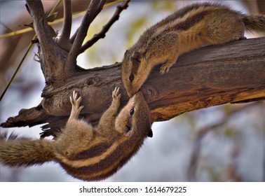 Two Cute Squirrels In Love..