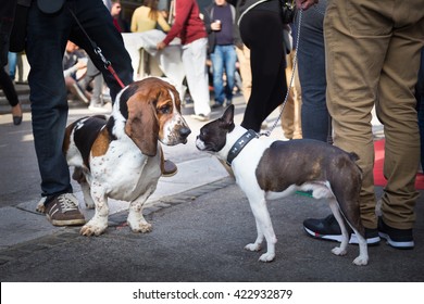 Two Cute Urban Dogs, Basset Hound And French Bulldog, Getting To Know And Greeting Each Other By Sniffing In Crowd Of People At Street Event.