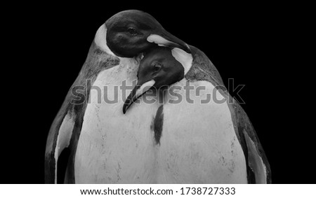 Two Cute And Very Happy Couple Penguins Hug With Each Other