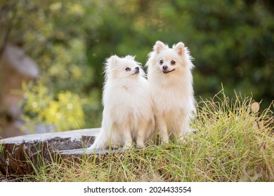 Two cute white long-haired chihuahua dogs in the forest. Lots of green. Adorable and sweet. Sitting on a log.