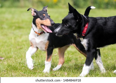 1000 Short Haired Collie Puppy Stock Images Photos Vectors