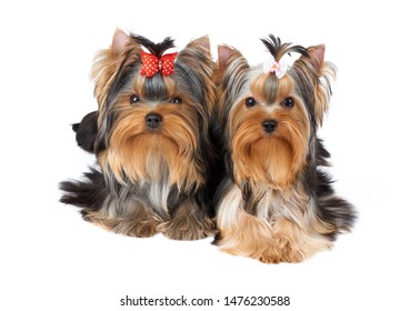 Two Cute Yorkshire Terriers Lying Together Stock Photo 1476230588 ...