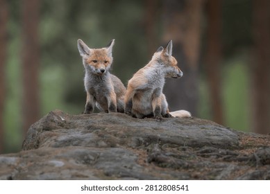 Two cute young red fox cubs, Vulpes vulpes, sitting on a rock in the forest. One little fox looks at the camera while the other sniffs its face. Beautiful wildlife photo on a blurry background.